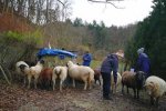Schafe-auf-den-Etzwiesen-28-Heuballen-10x15s