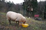 Schafe-auf-den-Etzwiesen-30-10x13s