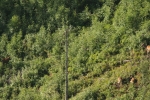 12 Ansitz - Rotwild