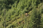 13 Ansitz - Rotwild