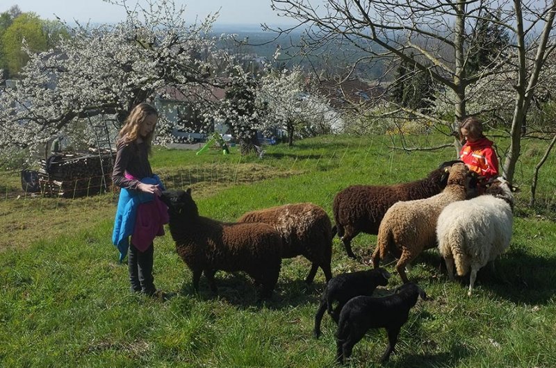 Schafweide mit Kindern 8
