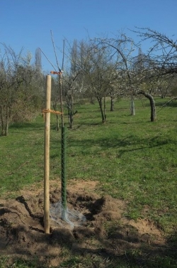 Schafweide - Streuobstwiese - Neuer Hochstamm