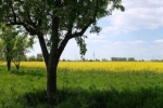 Einsatz Steinkauzwiese 06