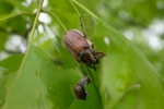 Waldmaikäfer 1