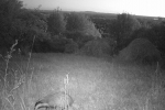 Dachs am Seeheimer Blütenhang 1 10x13