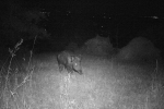 Wildschwein am Seeheimer Blütenhang 1 10x13