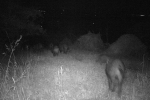 Wildschweine am Seeheimer Blütenhang 2 0x13