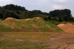 Kreuzkröte 3