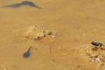 Kreuzkröte 6