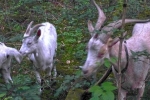 Ziegen auf der Waldweide 2