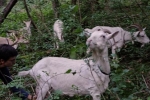 Ziegen auf der Waldweide 3
