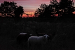 Schaf-Rodeo 5