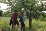 Hochstamm-Inspektion-05-Bienenweise-10x13s