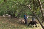 Hochstamm-Inspektion-07-Bienenweide-10x15s