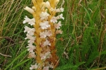 Sand-Sommerwurz (Orobanche arenaria) 1