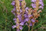 Sand-Sommerwurz (Orobanche arenaria) 3