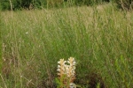 Sand-Sommerwurz (Orobanche arenaria) 4