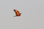Mäusebussard