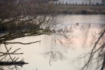 Eisvogel