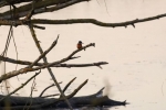 Eisvogel