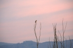 Mäusebussard