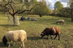 Lämmerweide 3