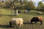 Lämmerweide 4