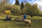 Lämmerweide 5