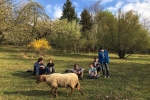 Lämmerweide 6