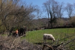 Schäfereinsatz-05-10x15s