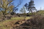 Weidenpflege-Weg-Jäckel-Weide-01-10x14s