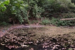 Dornbachteich 09
