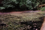Dornbachteich 16