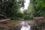 Dornbachteich 19