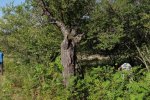 Götterbaumweide-05-10x25s