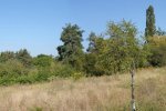 Götterbaumweide-15-10x27s