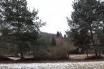 Hecke Bienenweide 2