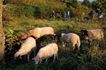 Blütenhang Malchen 02