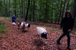 Durch den Wald 05