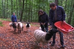 Durch den Wald 06