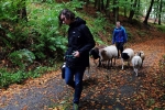 Durch den Wald 08