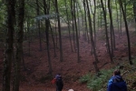 Durch den Wald 09