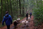 Durch den Wald 10