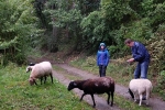 Durch den Wald 02
