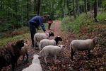 Durch den Wald 03
