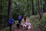 Durch den Wald 04