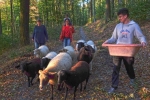 Schafe Wald Langer Berg 03