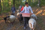 Schafe Wald Langer Berg 04