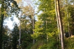 Schafe Wald Langer Berg 10