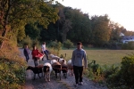 Schafe Wald Langer Berg 14